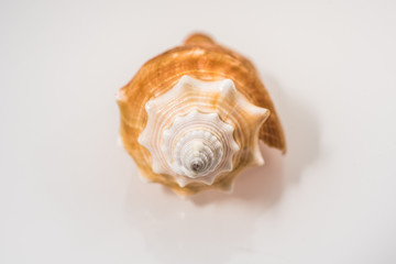 Seashells isolated on white
