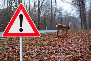 Reh steht am Straßenrand. Wildwechsel