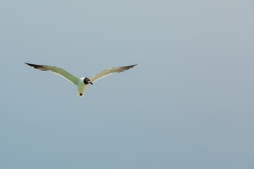 seagull near the Florida gulf coast searching for food