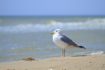 Seagulls on the sea