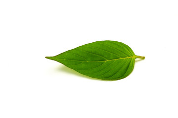 Green leaves isolated on white background.