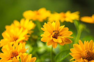 bouquet of bright yellow flowers Heliopsis helianthoides