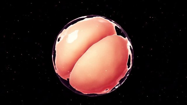3d rendered medically accurate animation of 2 cell stage embryo