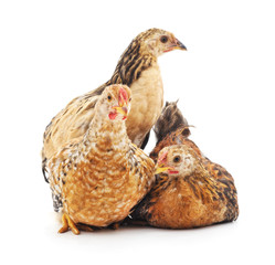 Three brown chickens.