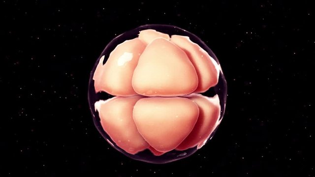3d rendered medically accurate animation of 8 cell stage embryo