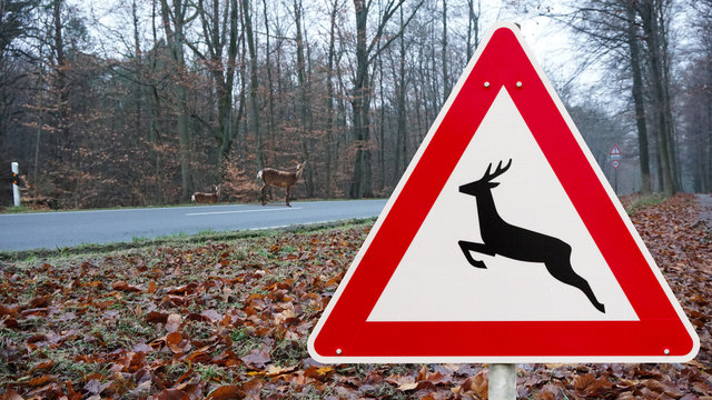 Wildwechsel im Herbst