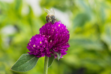 Abeja en flor purpura
