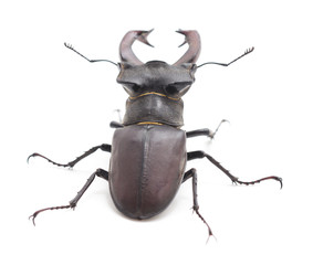 Large black beetle.