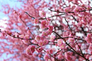 Sakura cherry blossom with blue sky