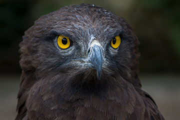 Águia Cobreira Castanha / Brown Snake Eagle (Circaetus cinereus)