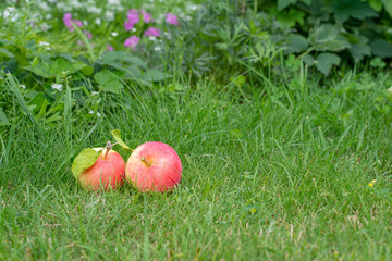 Two red apples are located on the green grass