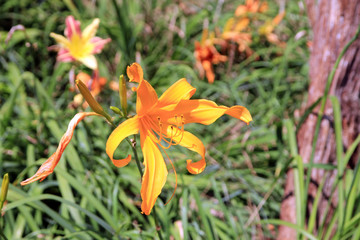 Fototapeta na wymiar Lily on the flower bed