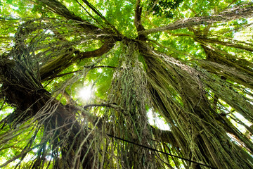 Obraz na płótnie Canvas Trees in forest with roots of the monkey forest, Ubud, Bali in Indonesia