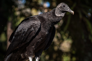 Urubu de Cabeça Preta / Black Vulture (Coragyps atratus)