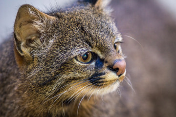 Naklejka na ściany i meble Gato Palheiro / Pampas Cat (Leopardus pajeros)