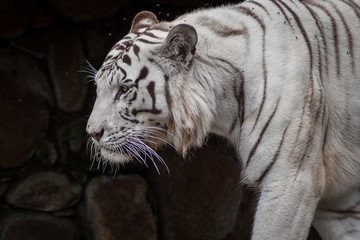 Tigre Branco / White Tiger (Panthera tigris tigris)