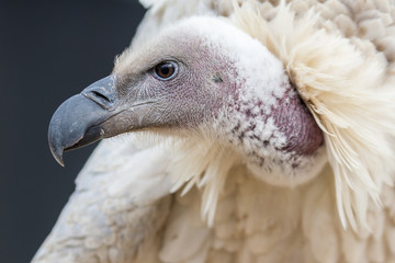 Abutre do Cabo / Cape Vulture (Gyps coprotheres)