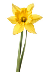 Single narcissus flower isolated on a white background - obrazy, fototapety, plakaty