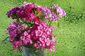bouquet of pink red purple Dianthus barbatus Turkish carnation