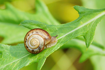 snail on a green leaf close-up