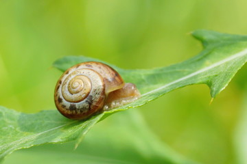 snail on a green leaf close-up
