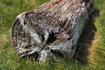 wood chuck chuck © Greg