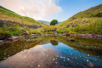 a tree in the wildenes © Greg