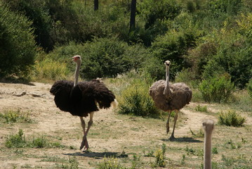 Naklejka premium Autruche