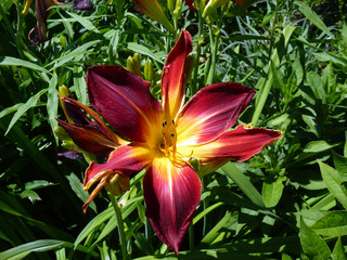 Red lily on the flower bed