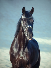 Obraz premium beautiful black stallion posing in the desert