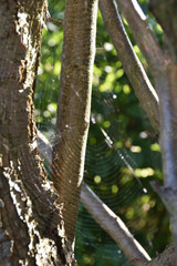 Spider's web on a tree