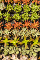 Obraz premium A Collection of Succulents