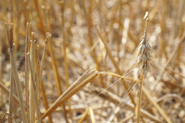 Fototapeta premium Ausgetrocknetes Feld nach Hitzewelle