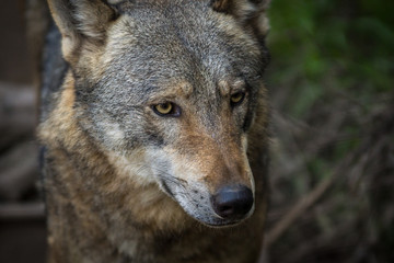 Lobo / Wolf (Canis lupus)