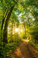 Path through the forest lit by golden sun rays - obrazy, fototapety, plakaty