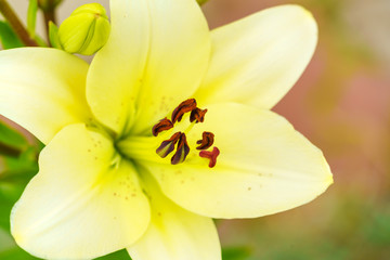 Obraz na płótnie Canvas Yellow lily flower close-up