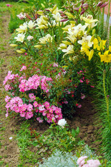 A rose bush rose with small numerous flowers and large yellow lilies in a flower garden
