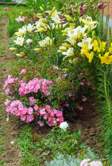 A rose bush rose with small numerous flowers and large yellow lilies in a flower garden