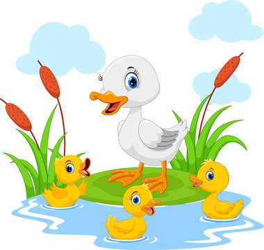 Mother duck swims with her three little cute ducklings in the pond