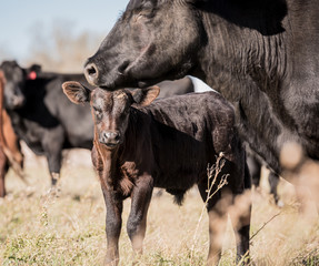 Angus calf