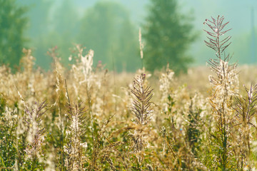 Fototapeta premium A beautiful natural landscape of morning mist, hills, birches and fireweed, Moscow region, Russia