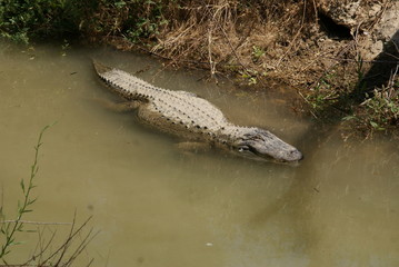 Alligator