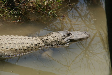 Alligator