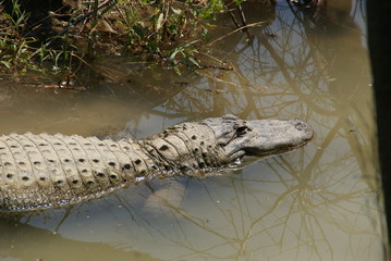 Alligator