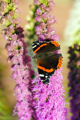 Red admiral butterfly (Vanessa atalanta) on blazing star flowers