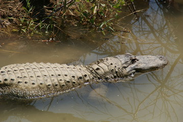 Alligator