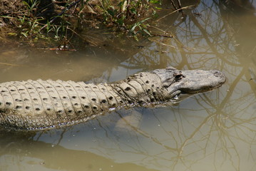 Alligator