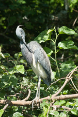 Great blue Heron in Mating Plumage, Preening