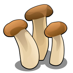 Group of forest cartoon mushrooms isolated on white background close-up. Vector cartoon close-up illustration.