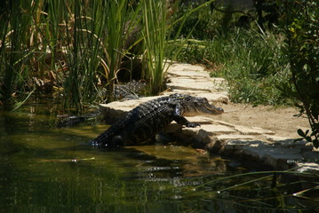 Alligator